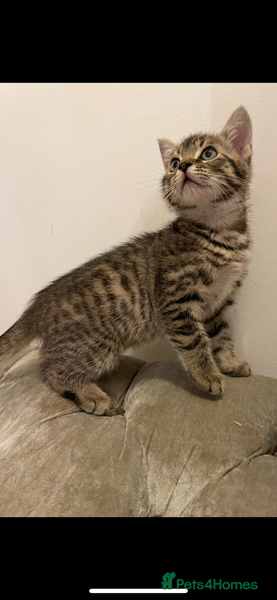 Mixed Breed cats kittens for sale ready now  - Advert 2