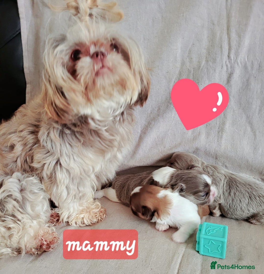 Shih Tzu dogs for sale: KC IMPERIAL SHISH TZU - Image 16