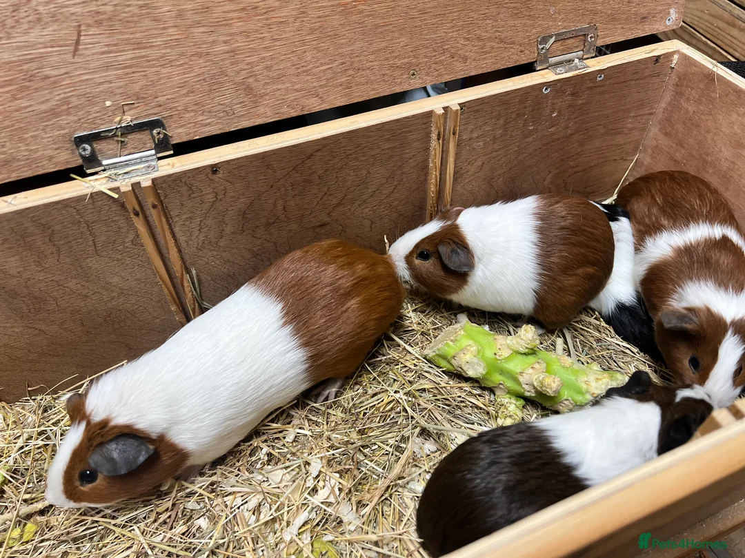 Guinea Pig rodents for sale: Group of bonded Dutch male/boar guinea pigs - Advert 15