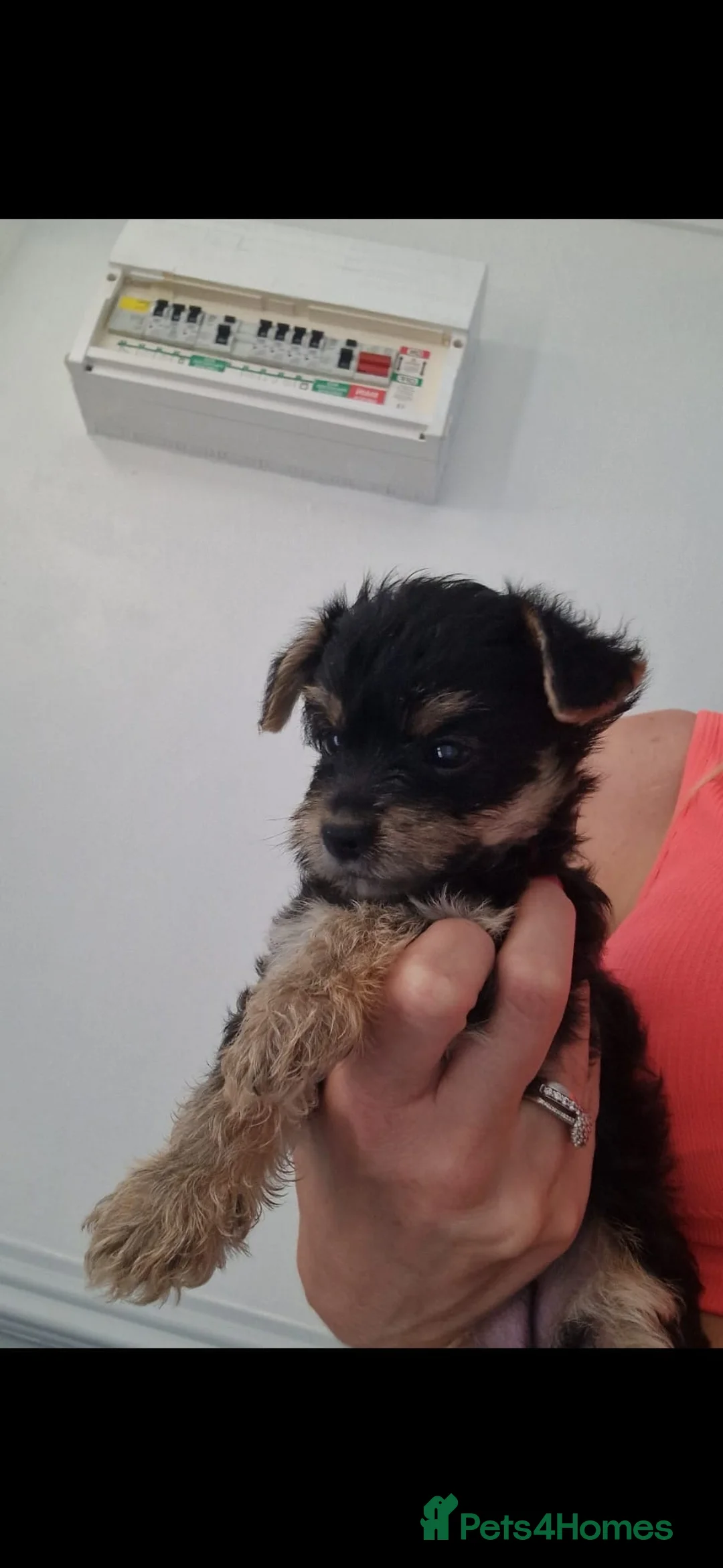 Yorkshire Terrier dogs for sale: 6 beautiful Yorkshire terriers  in Edenbridge - Advert 15