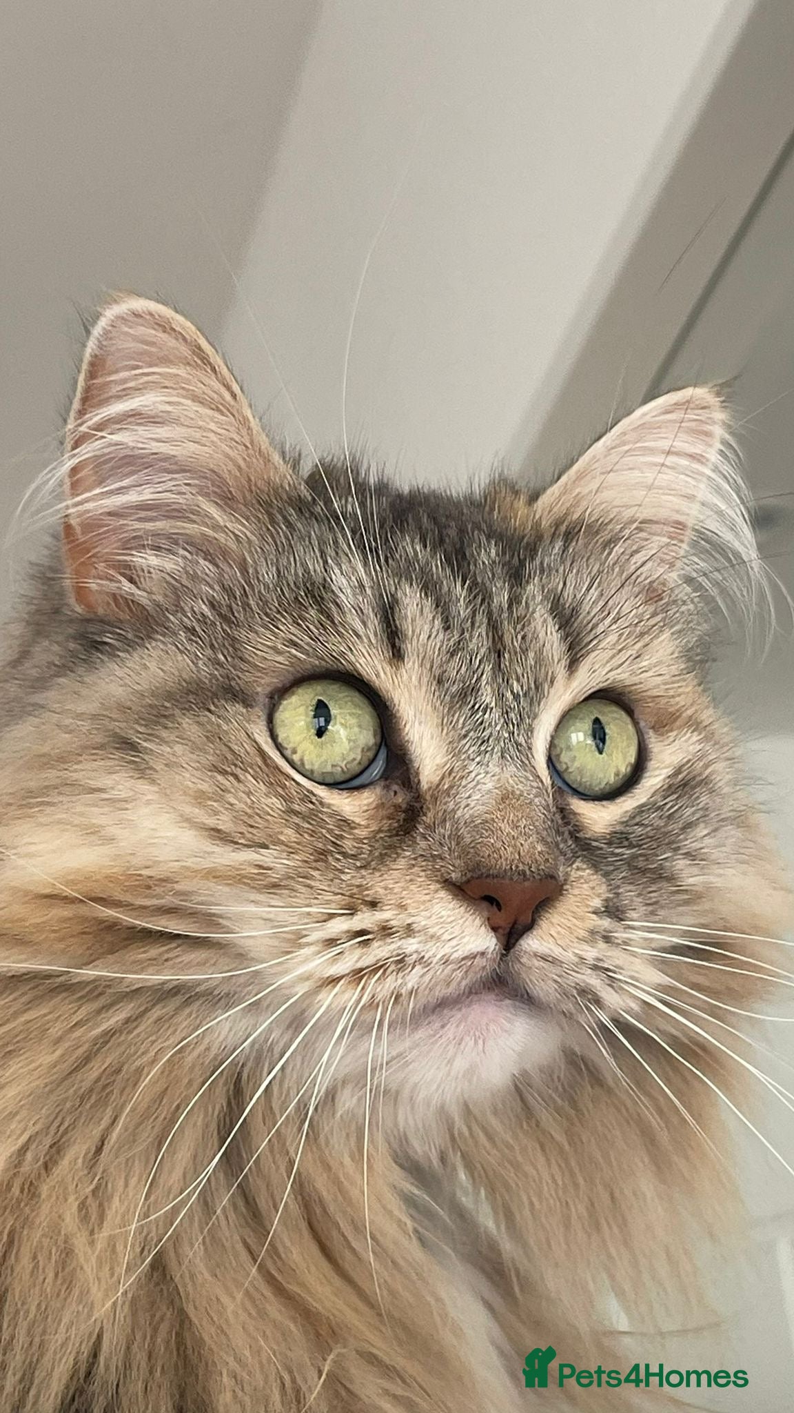 Siberian cats Pure Siberian Cat To Rehome - Advert 6