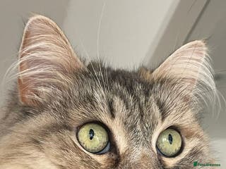 Siberian cats Pure Siberian Cat To Rehome - Advert 1