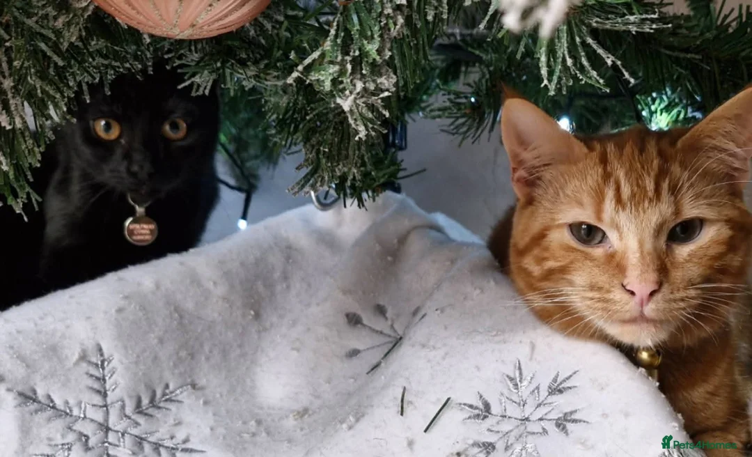 Domestic Shorthair cats for sale: Gorgeous Bonded pair of cats, 2 years old in Weymouth - Advert 1