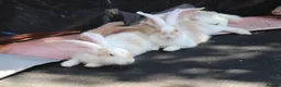 Continental Giant rabbits for sale: Continental Giants  - Advert 14