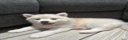 Pomsky dogs for sale: Last 1 now reduced 🩷  F3 real pomsky puppies  - Advert 31