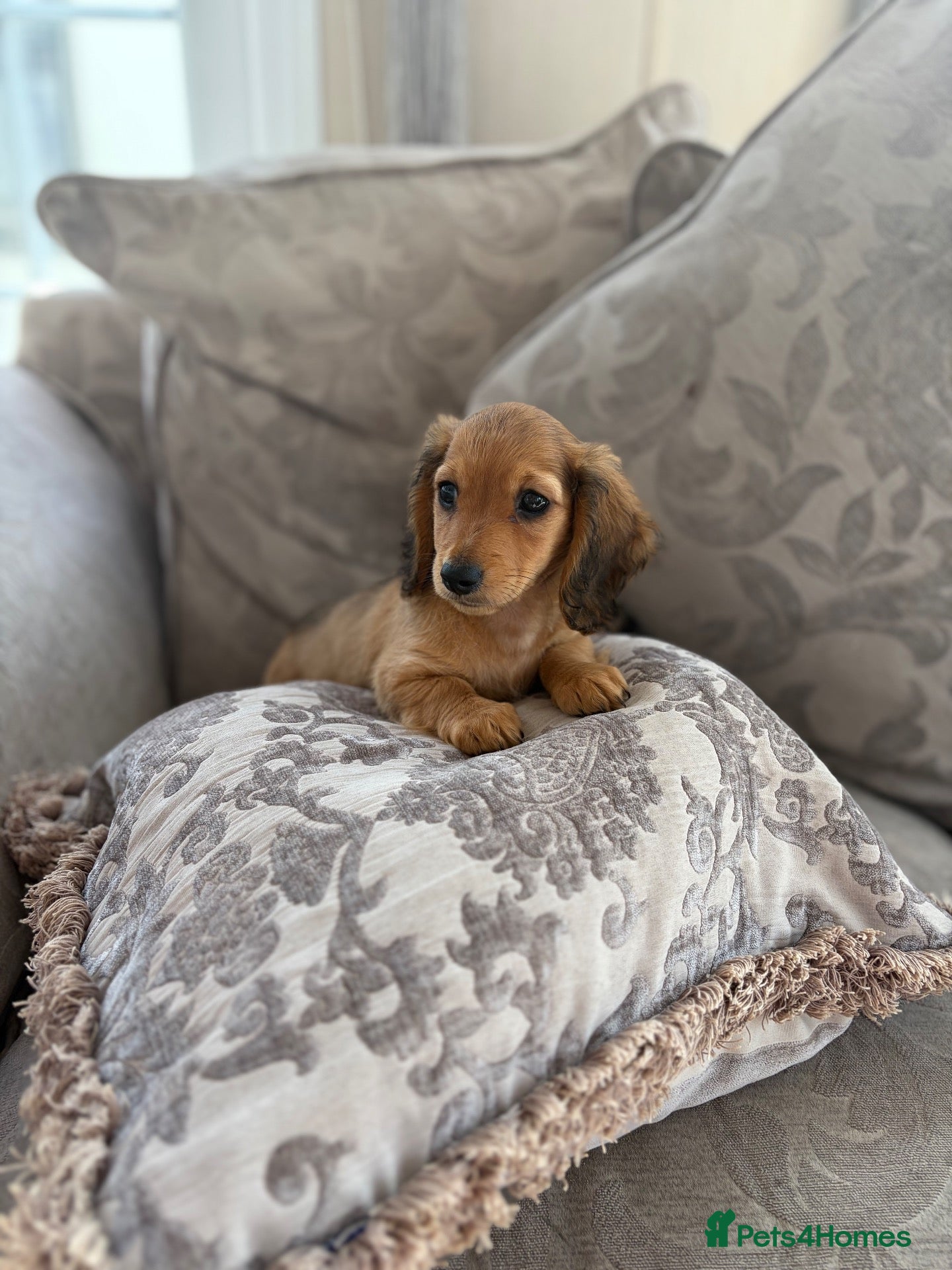 Miniature Dachshund dogs Champion bloodline miniature long haired dachshund - Advert 1