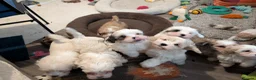Mixed Breed dogs for sale: Adorable little bundles of joy!!  in Margate - Advert 5