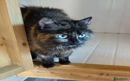 Mixed Breed cats for adoption: MURIEL - Image 2