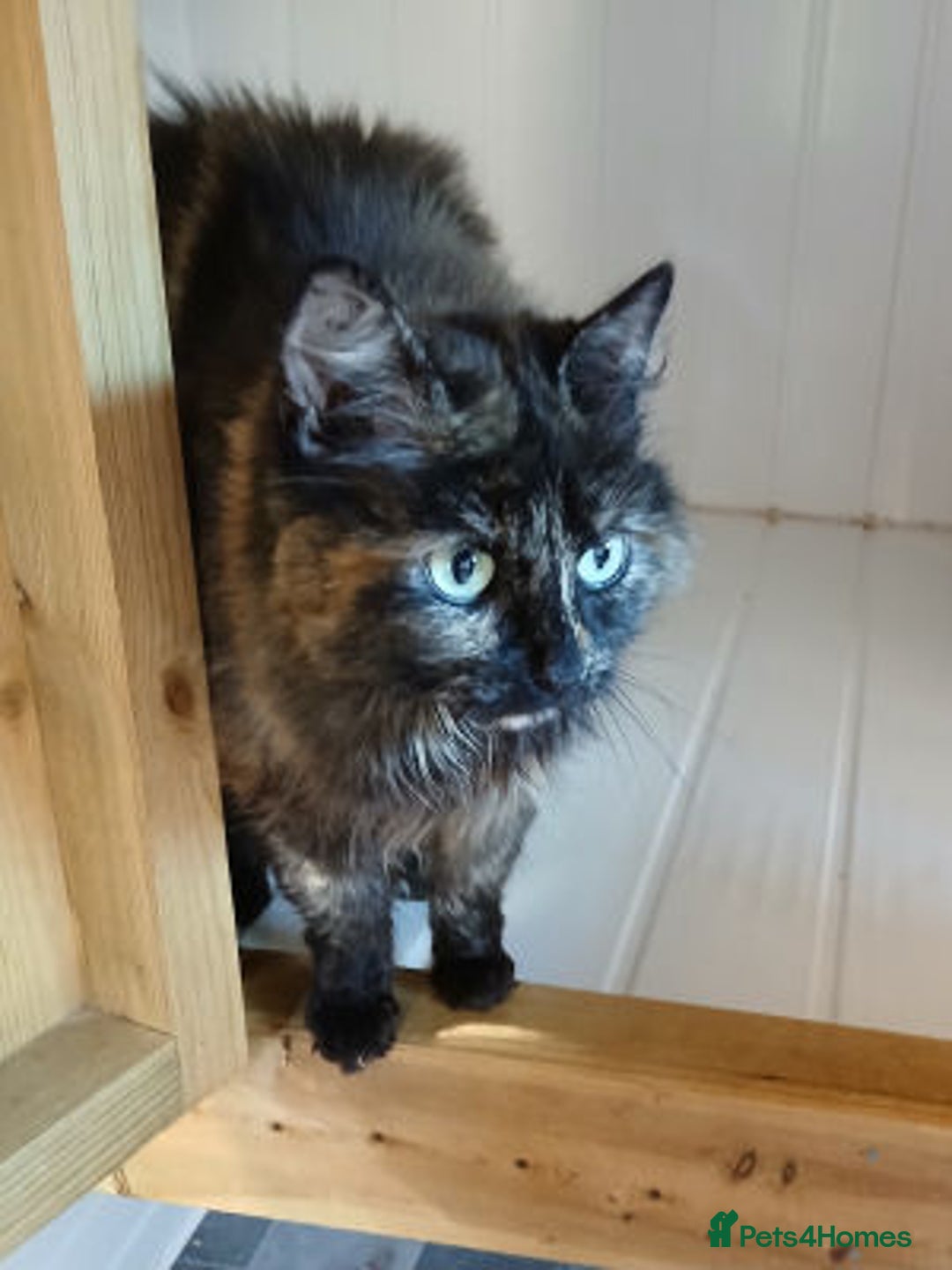 Mixed Breed cats for adoption: MURIEL - Image 2