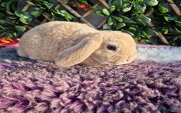 Mini Lop rabbits for sale: Miniature plush lop babys (does) - Image 1