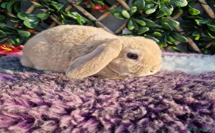 Mini Lop rabbits - Advert 12
