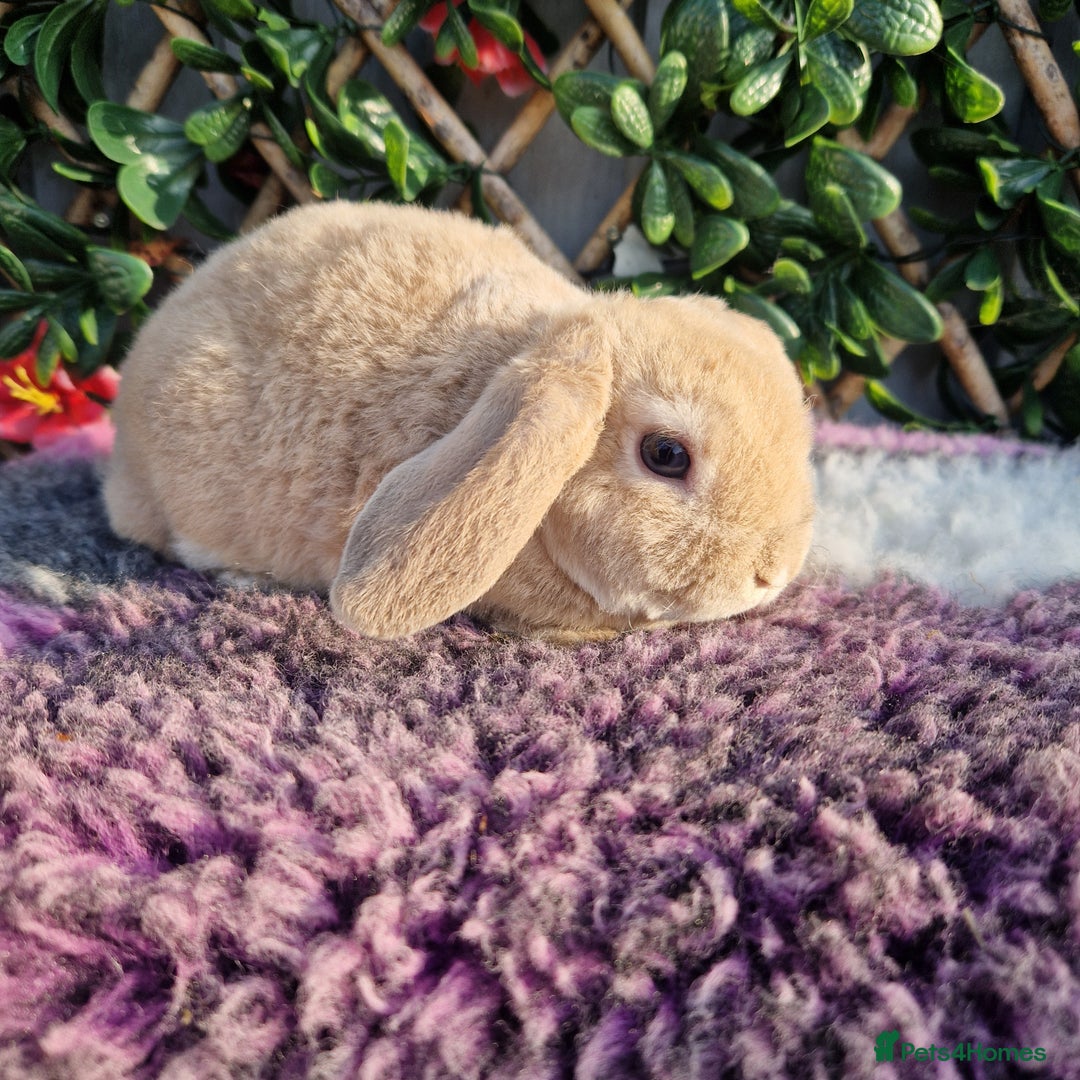 Mini Lop rabbits for sale: Miniature plush lop babys (does) - Image 1