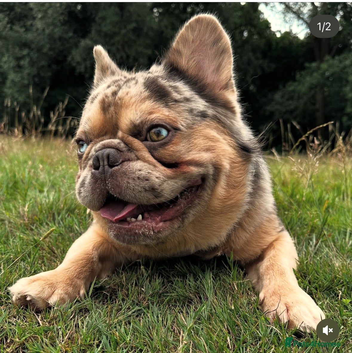 French Bulldog dogs Romeo  - Advert 4