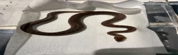 Python Snake reptiles for sale: Royal pythons/children’s pythons  - Advert 5