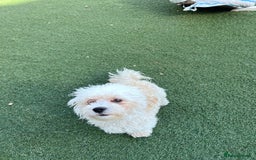 Poochon dogs for sale: Poochon REHOMED - Image 1