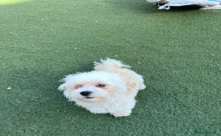 Poochon dogs - Advert 7