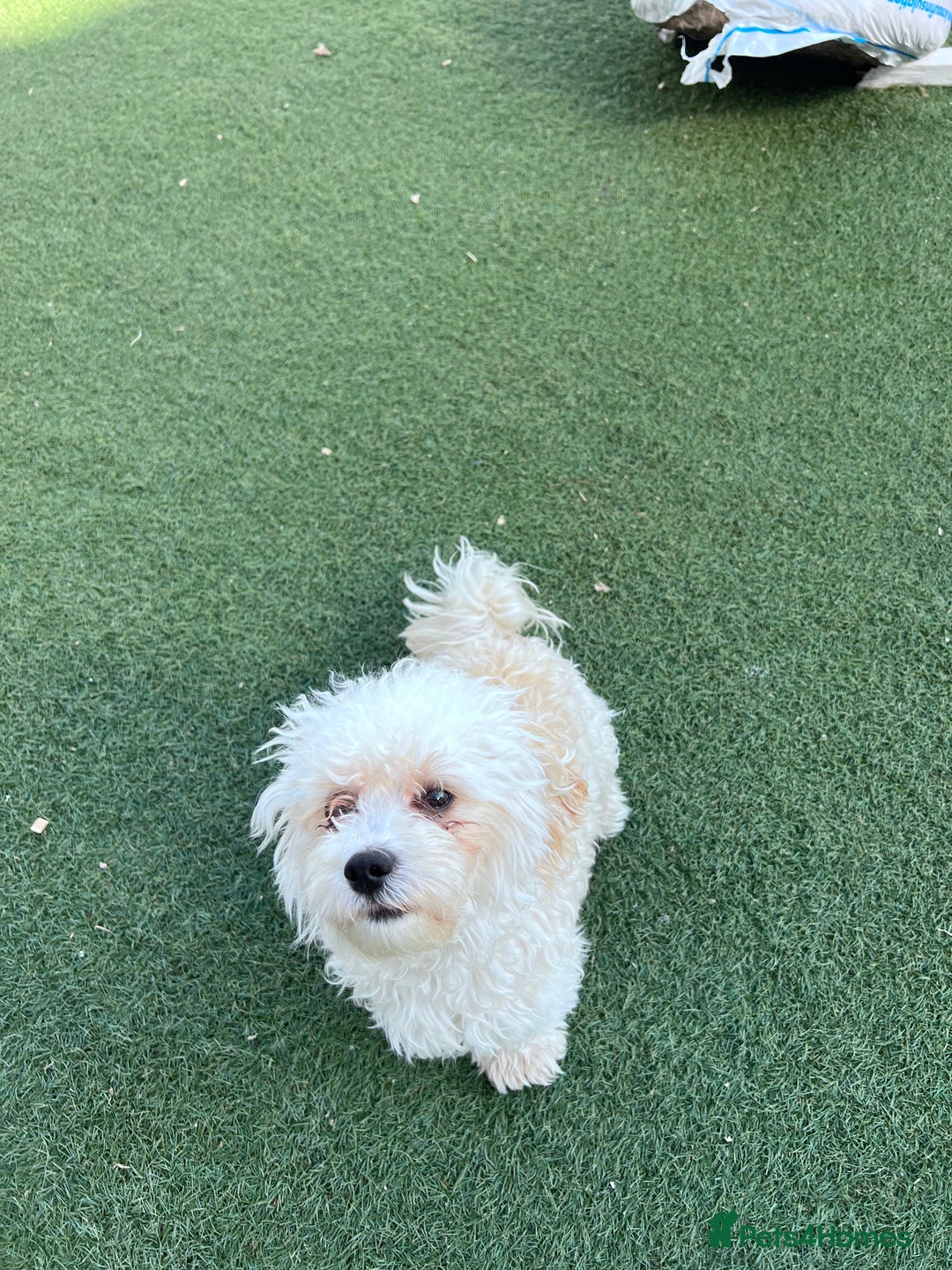 Poochon dogs for sale: Poochon REHOMED - Image 1