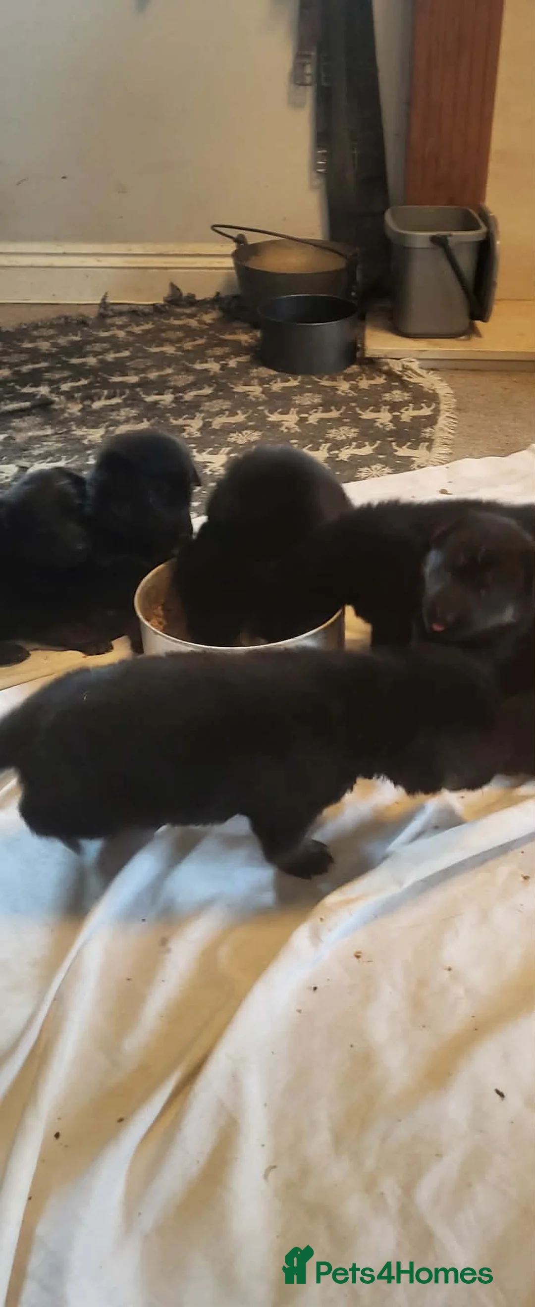 German Shepherd dogs for sale: Beautiful puppies for sale  in Battle - Advert 11