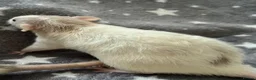 Rat rodents for sale: Older Dumbo Rats 5+months Male and Female  - Advert 7