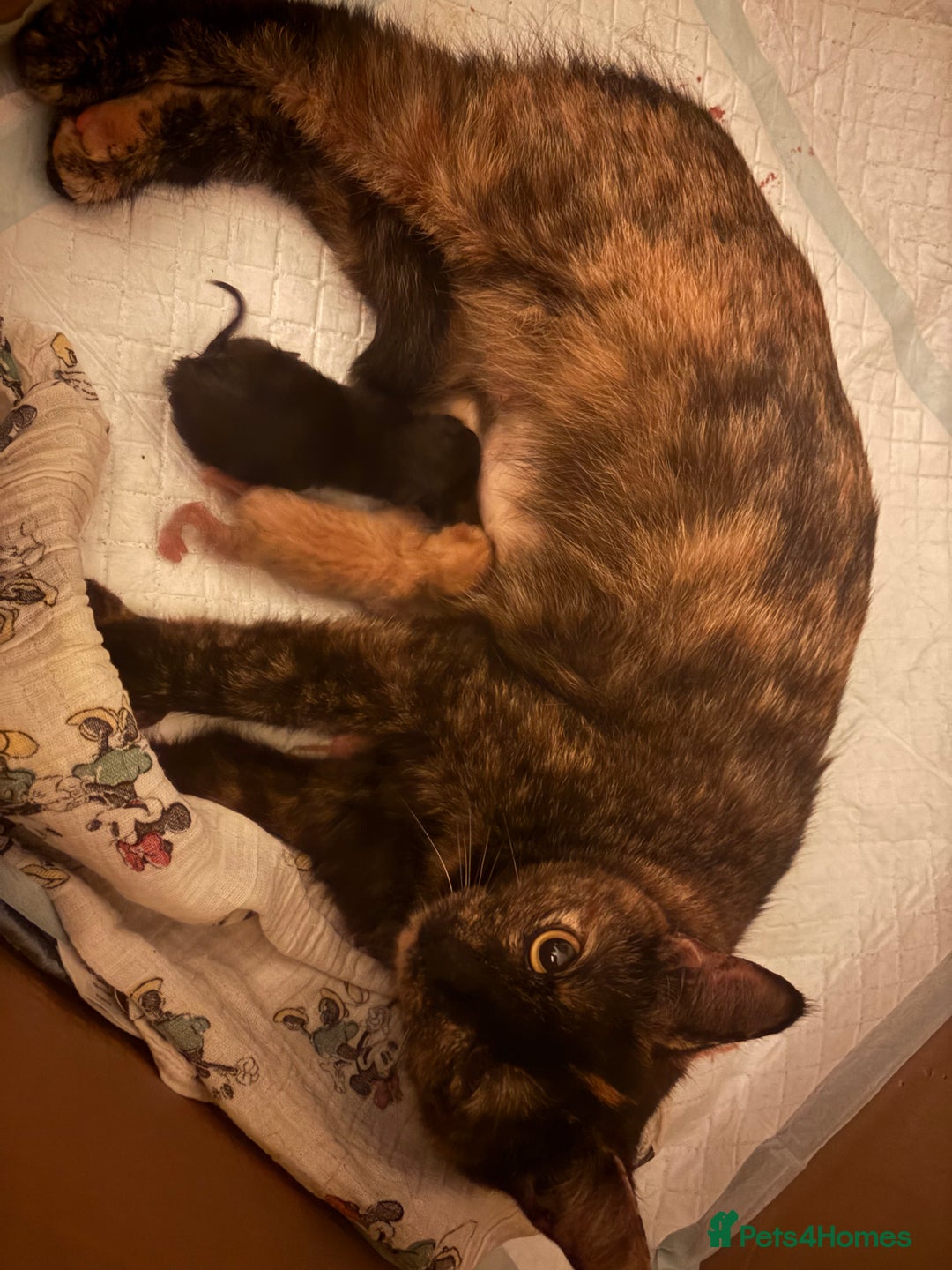 Mixed Breed cats for sale: Male Kittens  - Advert 3