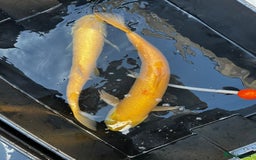 Koi Carp fish for sale: Japanese koi carp £100 each  - Image 39