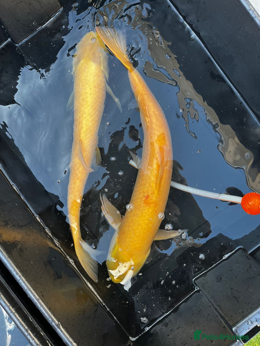 Koi Carp fish for sale: Japanese koi carp £100 each  - Image 39
