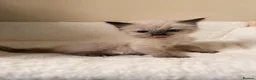 Ragdoll cats for sale: Fluffy gorgeous Ragdolls  - Advert 1