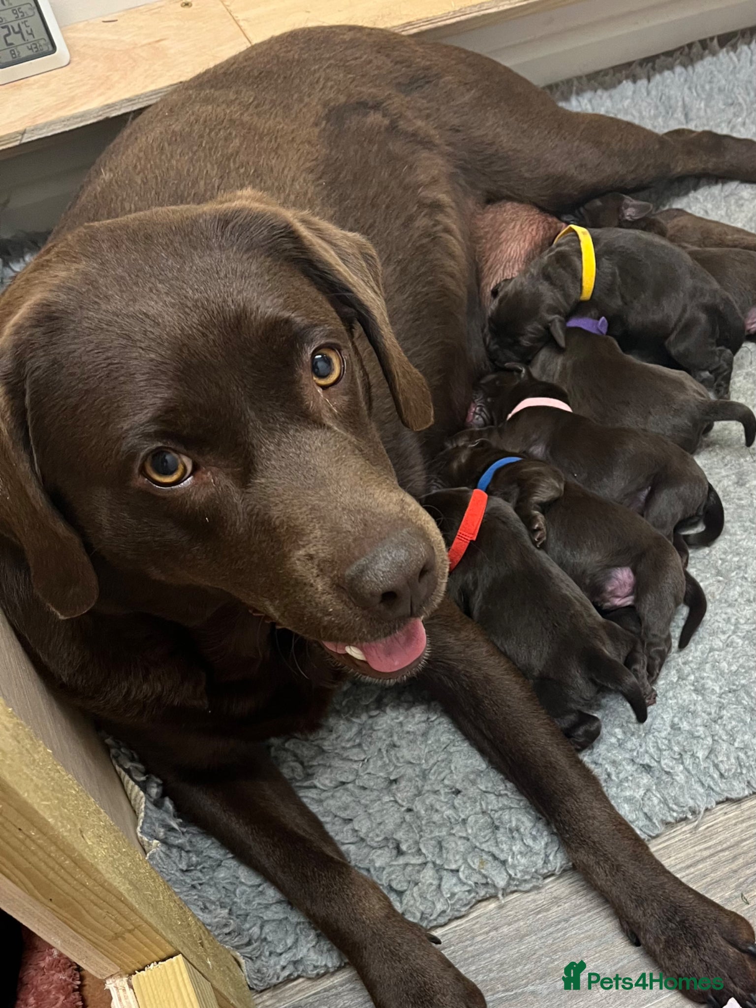 Labrador Retriever dogs for sale: Exceptional KC registered Chocolate Labrador Pups - Advert 1