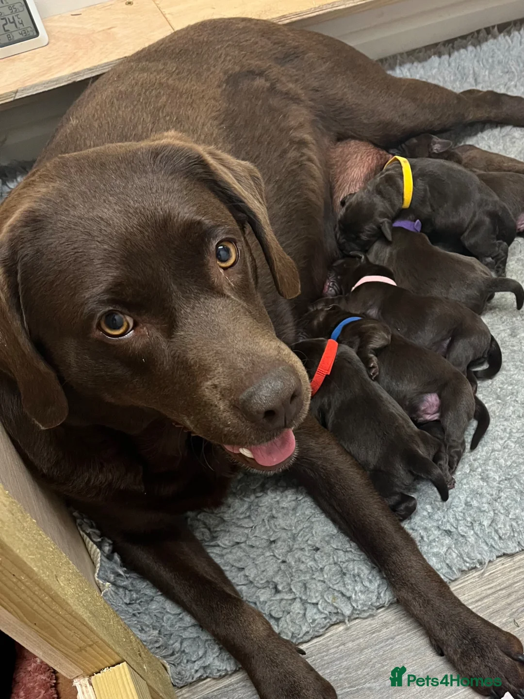 Labrador Retriever dogs for sale: Exceptional KC registered Chocolate Labrador Pups - Advert 1