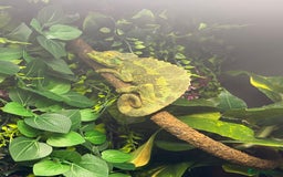 Chameleon reptiles for sale: Jackson’s breeding pair Chameleons with set up in Llandudno - Image 4