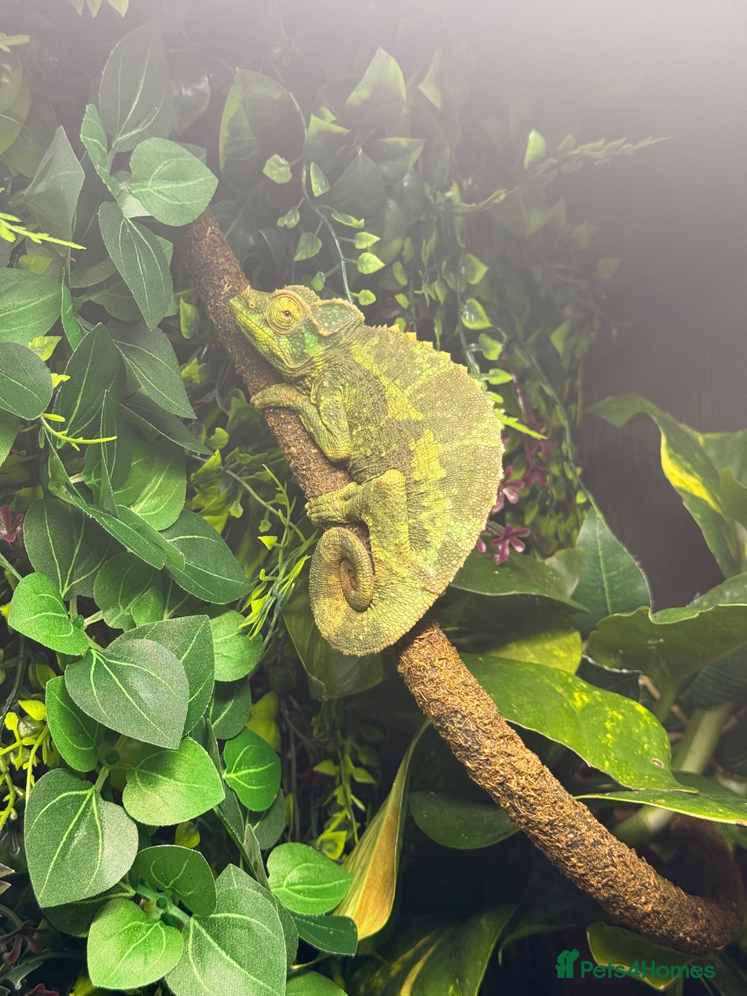 Chameleon reptiles for sale: Jackson’s breeding pair Chameleons with set up in Llandudno - Image 4