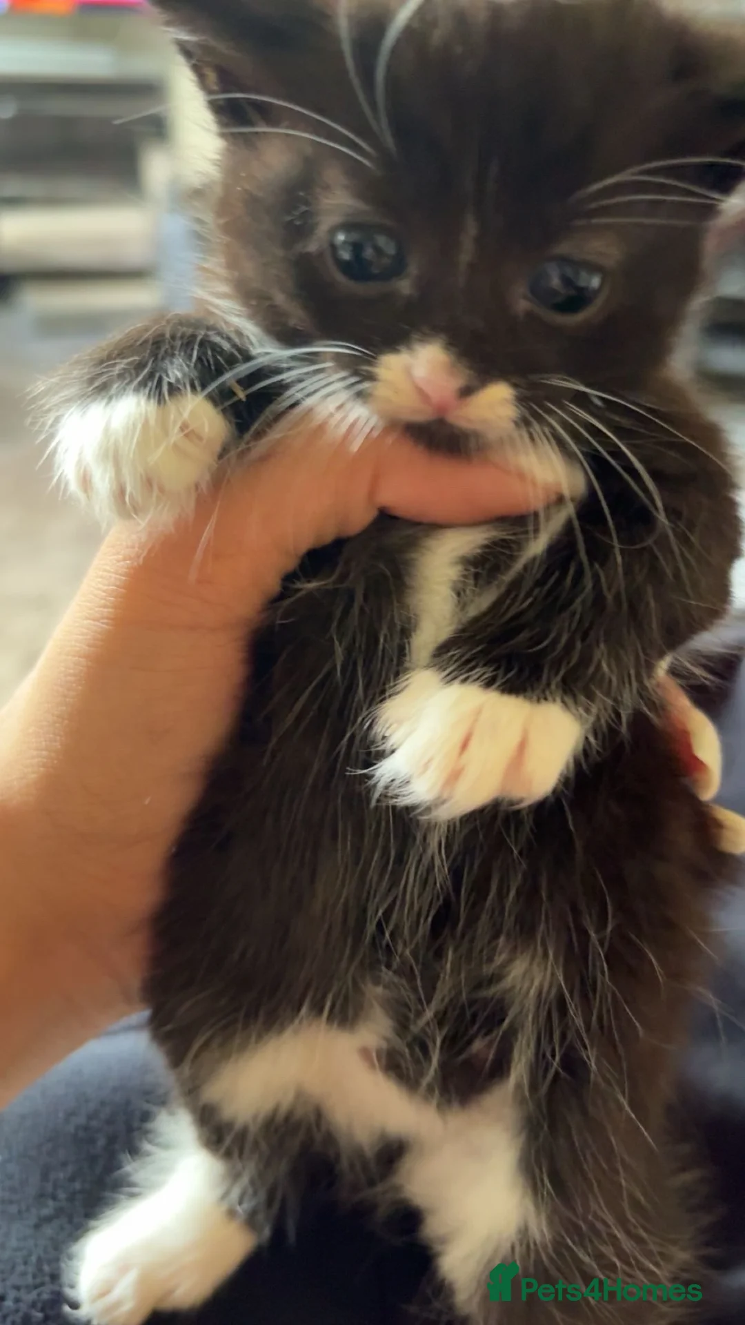 Mixed Breed cats for sale: Black & white kitten in Nelson - Advert 2