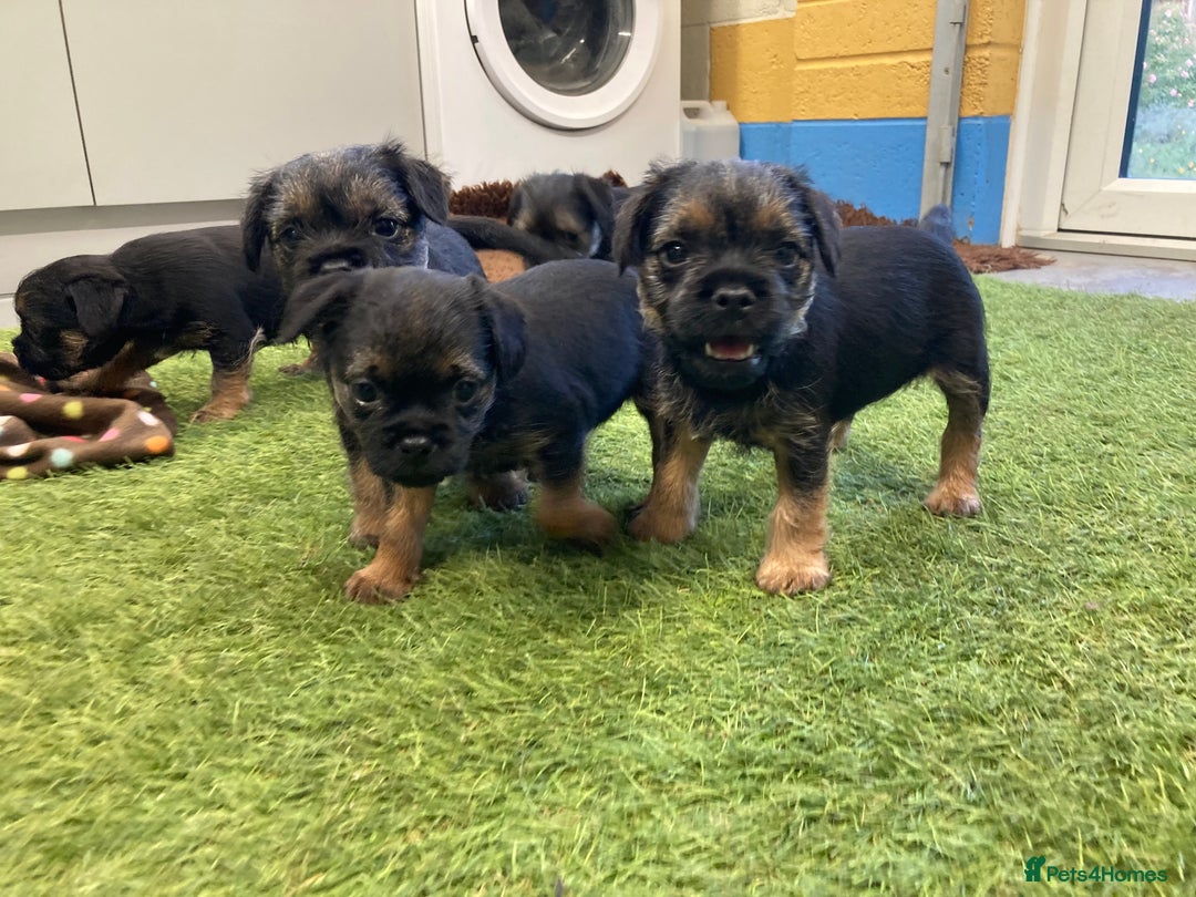 Border Terrier dogs for sale: Border Terrier puppies  - Image 5