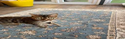 Bengal cats for sale: Bengal Cat Looking for a New Home  - Advert 6