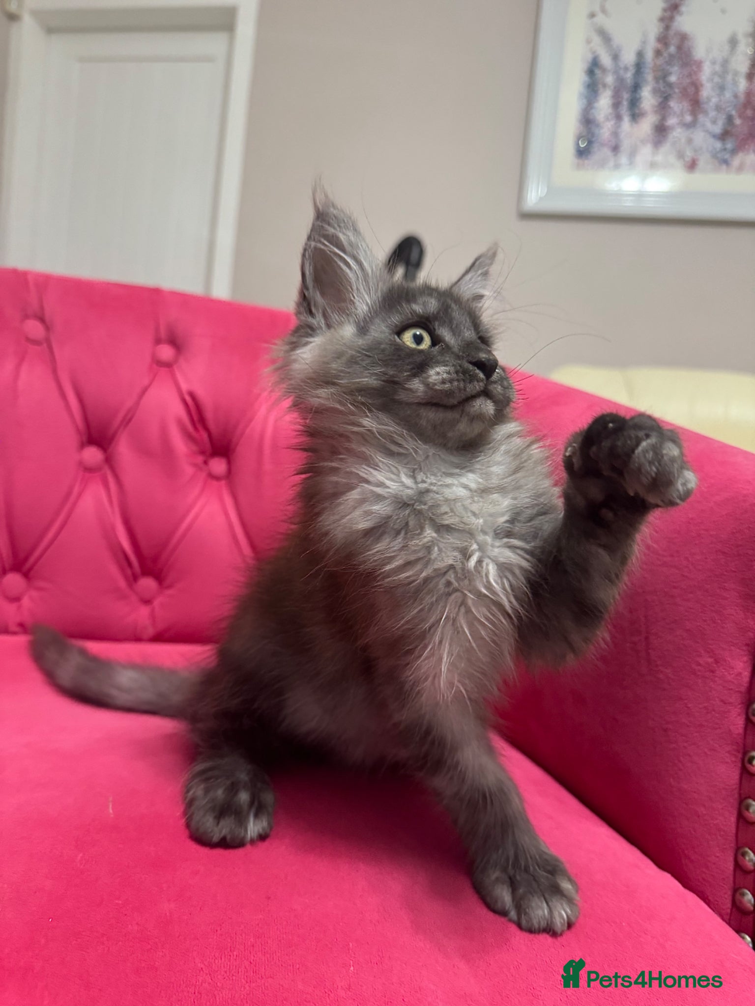 Maine Coon cats Maine Coon Kittens 🏆 20+ gen 🧬 Full Pedigree - Advert 1