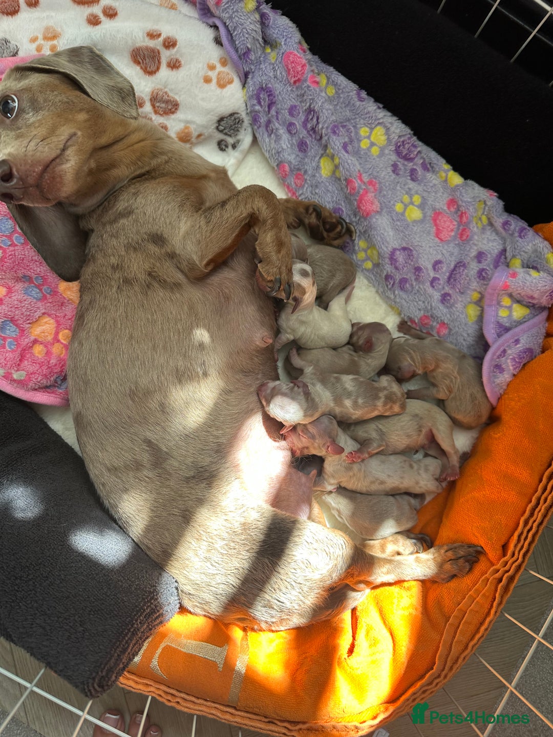 Dachshund dogs for sale: Adorable Dachshund Puppies for sale - Image 5