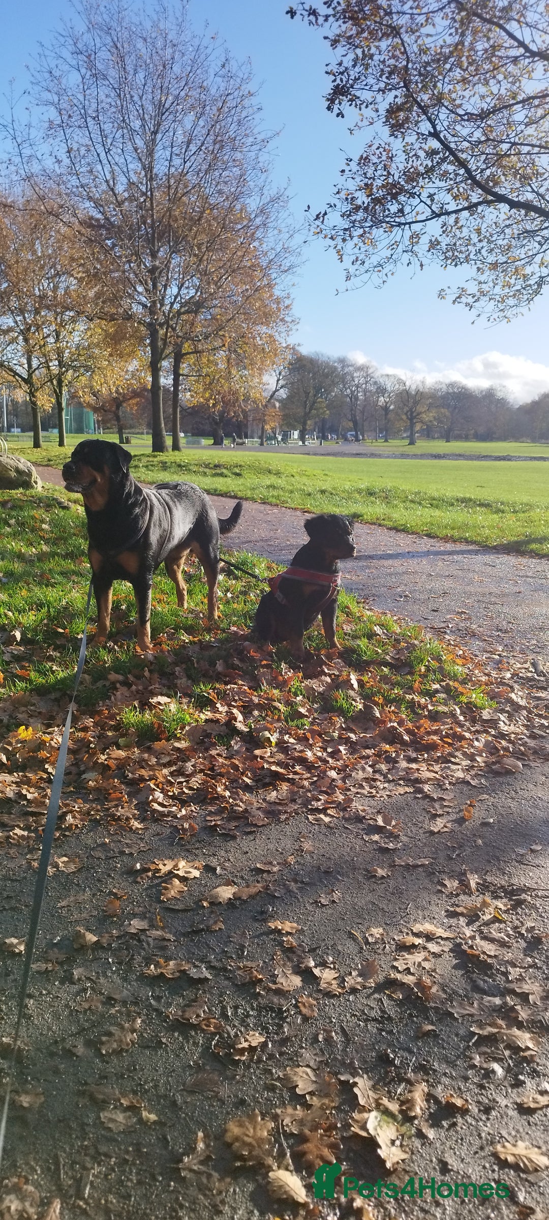 Rottweiler dogs for sale: Puppy rottweiler  - Advert 2