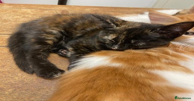 Mixed Breed cats - Advert 9