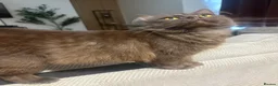 Perdoll cats for sale: Persian Ragdoll Tabby Kittens  - Advert 13