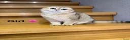 Scottish Fold cats for sale: TICA Registered Scottish Fold & Straight kittens - Advert 23