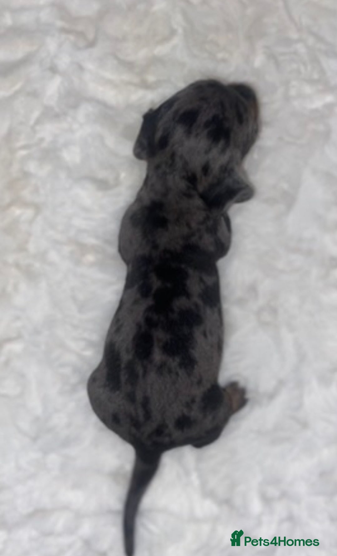 Dachshund dogs for sale: 4 Dachshund puppies for sale  - Advert 6