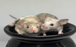 Mouse rodents for sale: Fancy Mice in Abingdon - Image 4