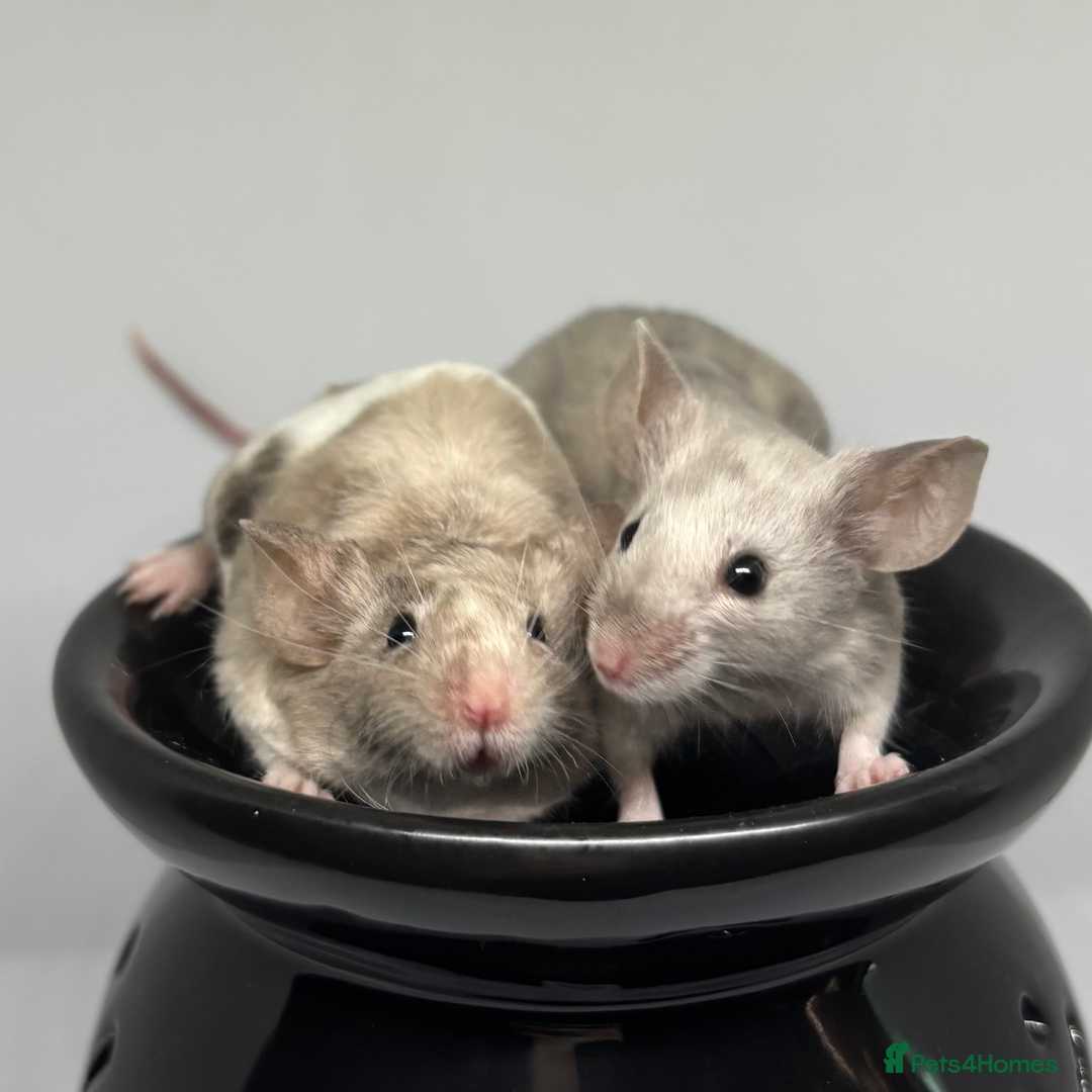 Mouse rodents for sale: Fancy Mice in Abingdon - Image 4