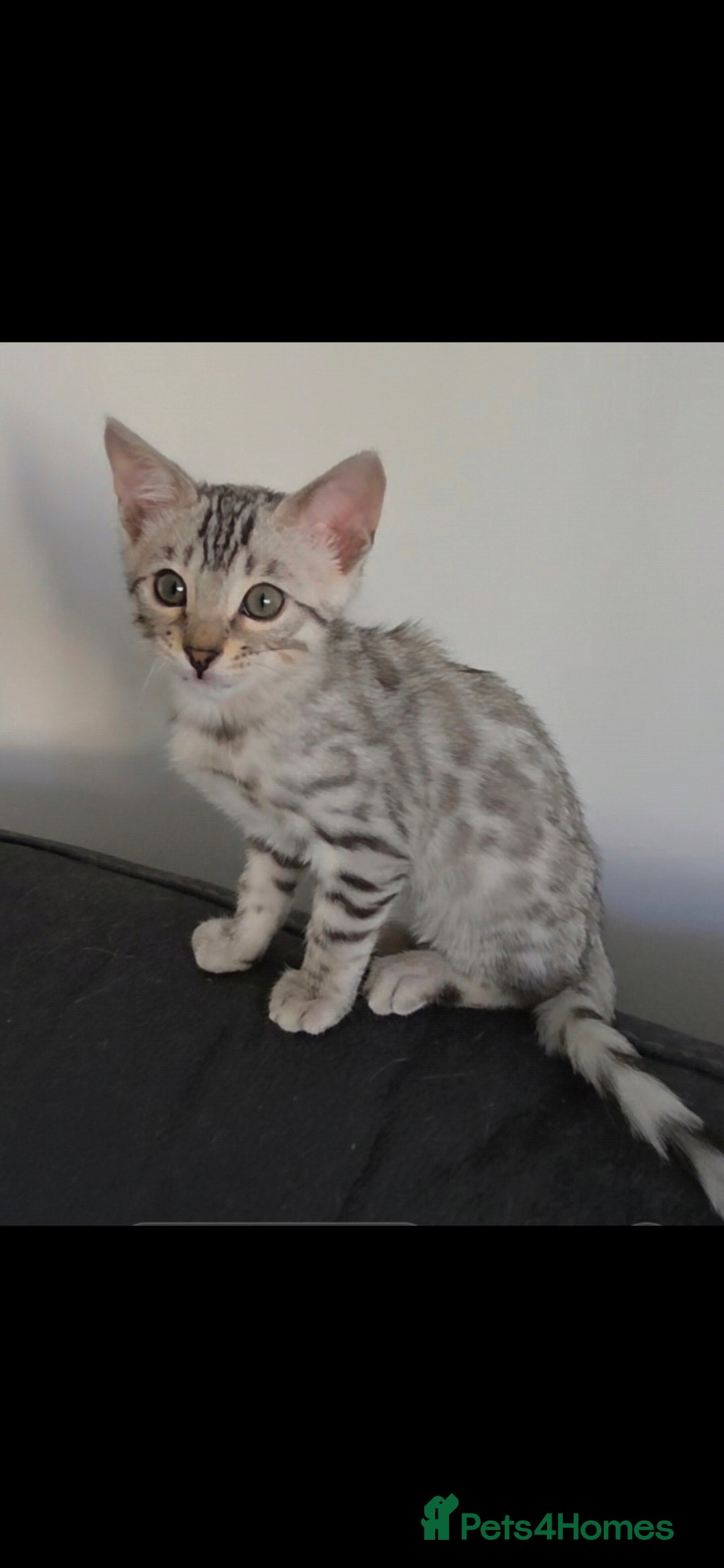 Bengal cats Outstanding Tica Show quality bengal kitten's - Advert 2