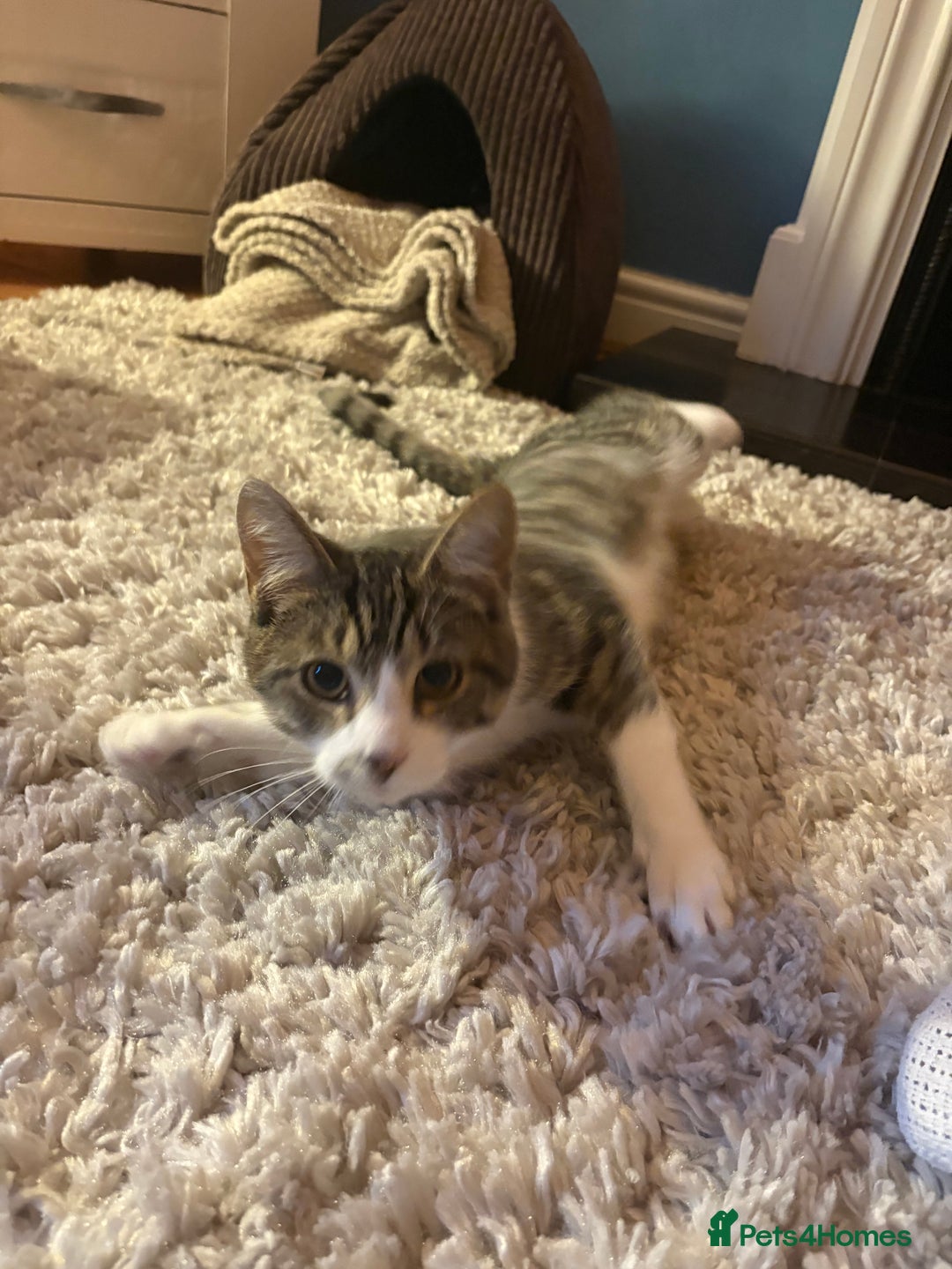 British Shorthair cats for sale: FREE Male kitten  - Image 2