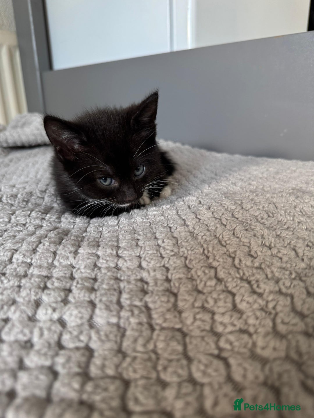 British Shorthair cats for sale: Boy cat - Image 5