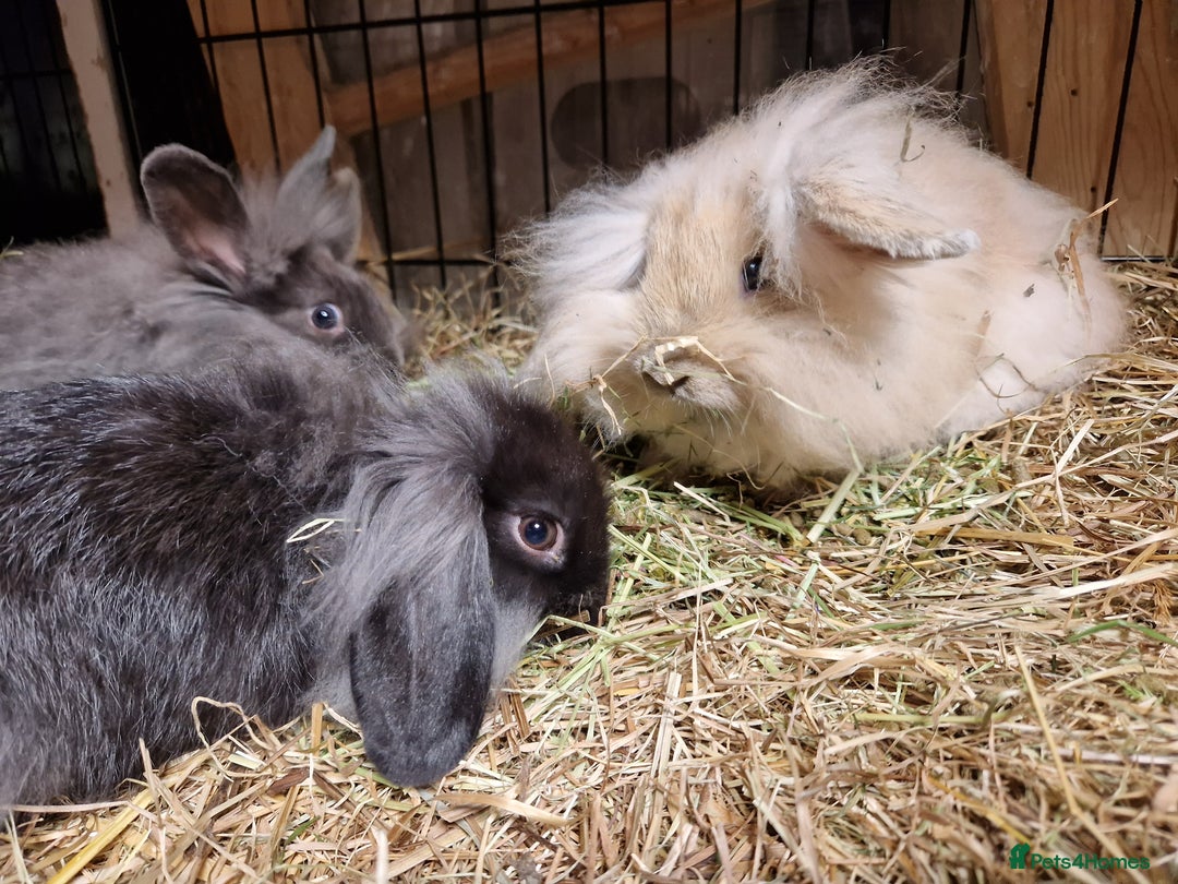 Lionhead rabbits for sale: Lovely little lionhead and lion lops m/f babies  - Image 8