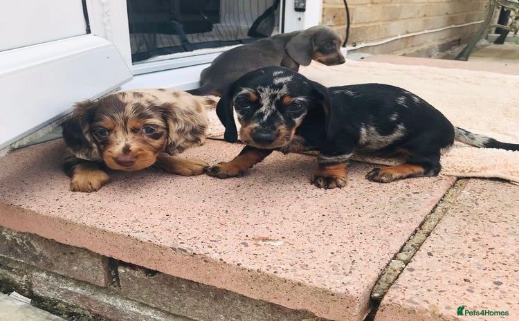 Miniature Dachshund dogs - Advert 2