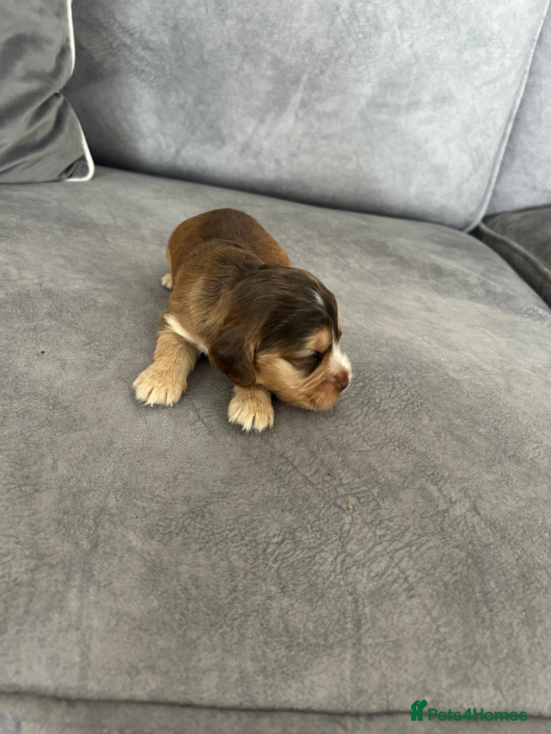 Cocker Spaniel dogs for sale: ✨show type cocker spaniel ✨ - Image 23