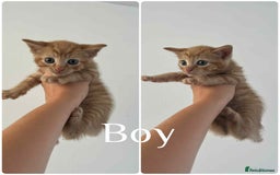 Mixed Breed cats for sale: 4 Ginger 2 Male 2 Female  - Image 2